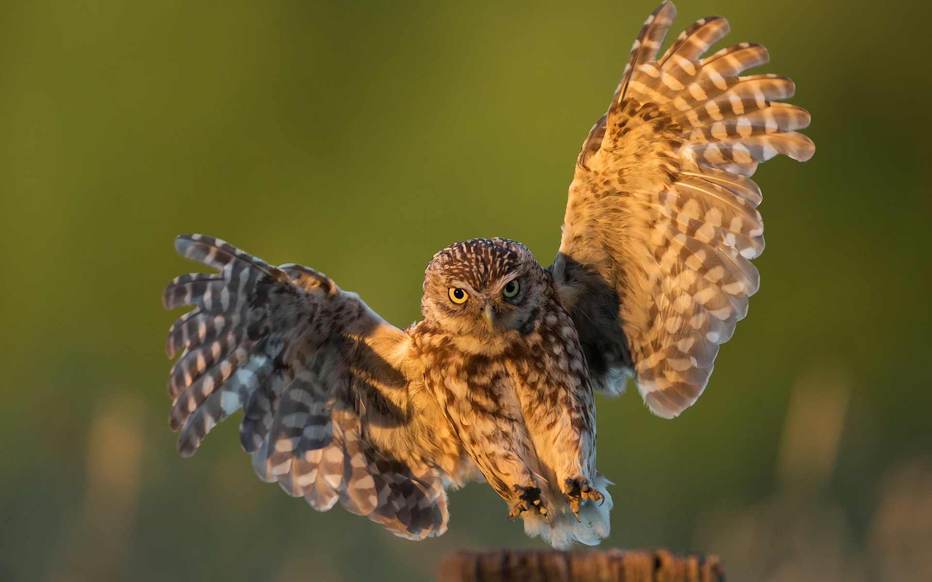 свет сова природа птица