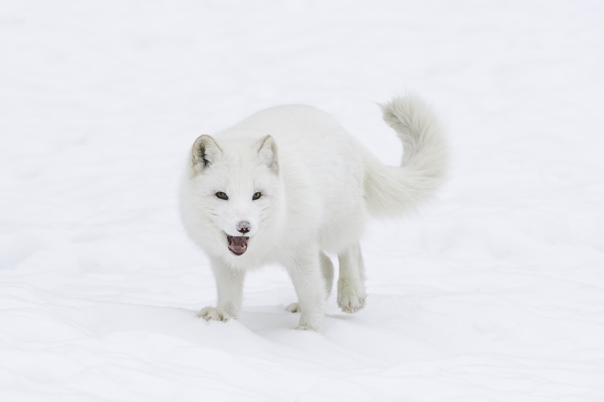 снег взгляд арктическая лиса
