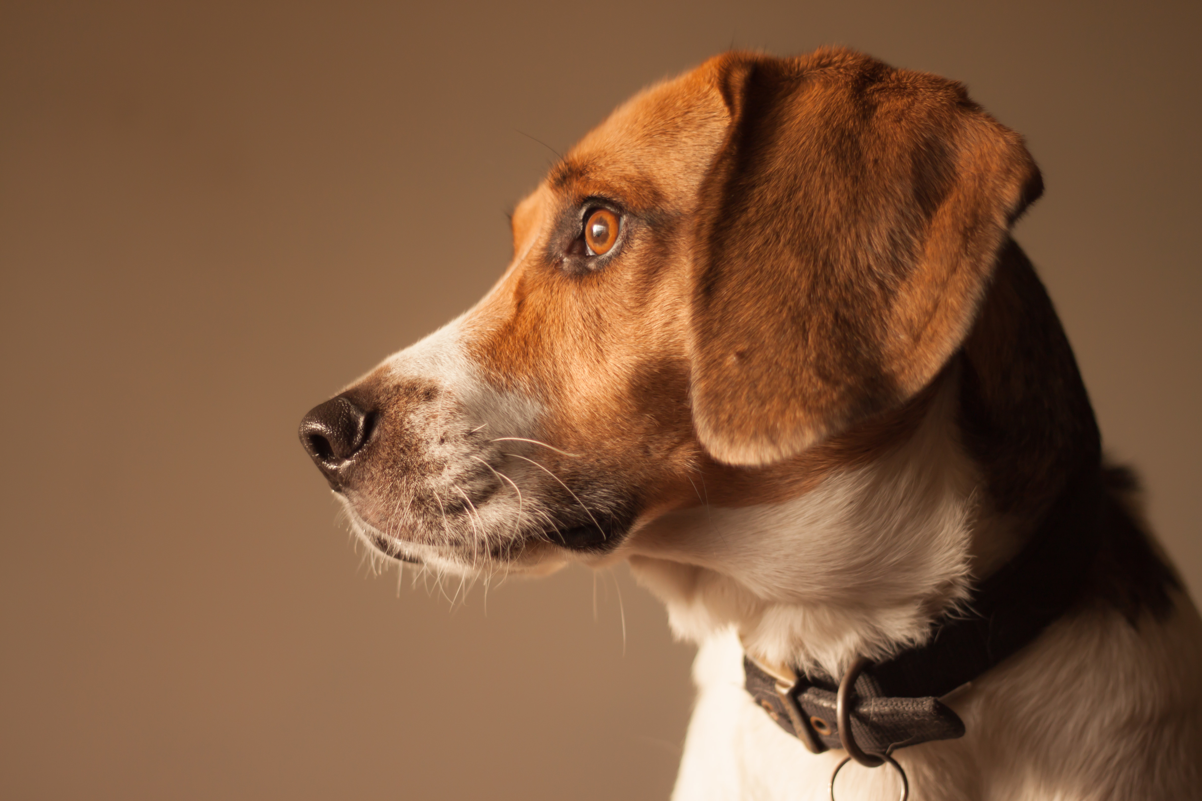 собака взгляд друг