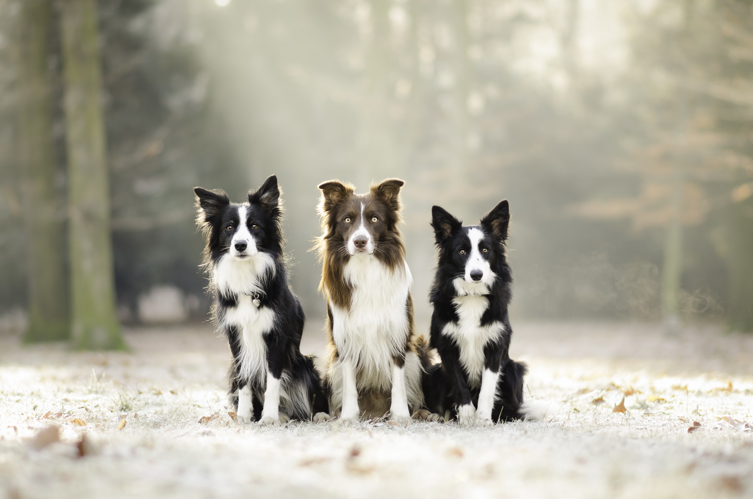 собаки природа