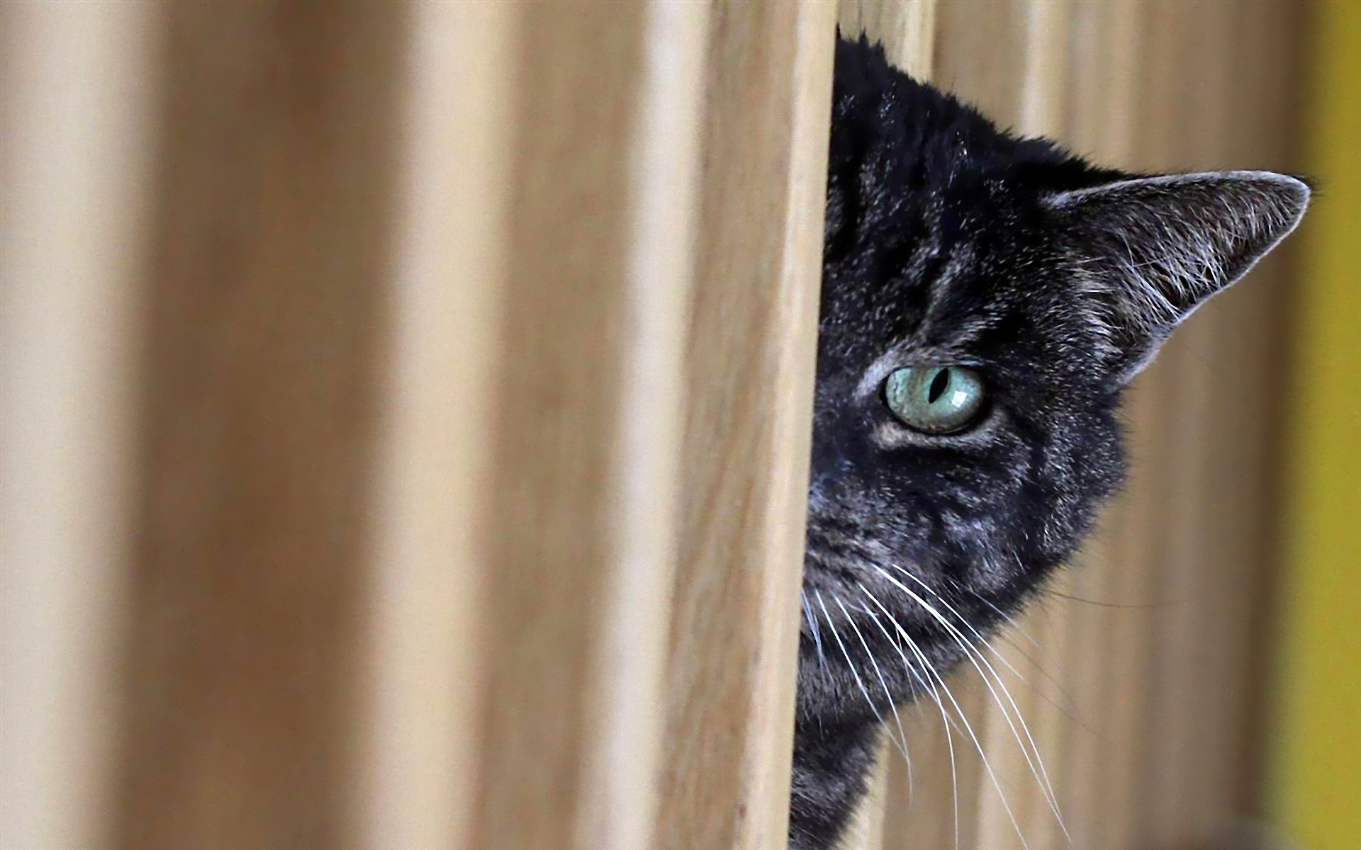 тайный наблюдатель Кот