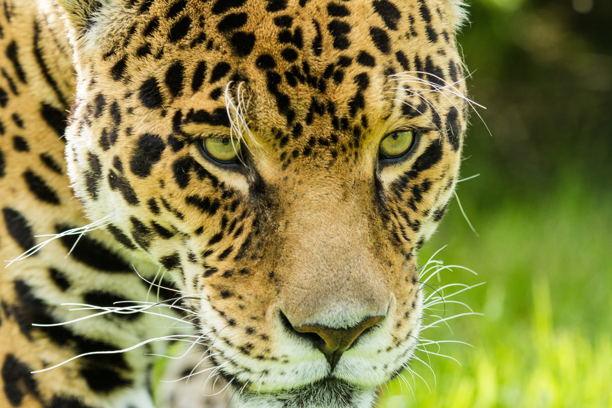 ягуар взгляд кошка морда