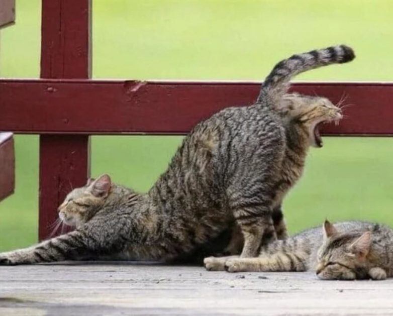 два кота фотоилюзия