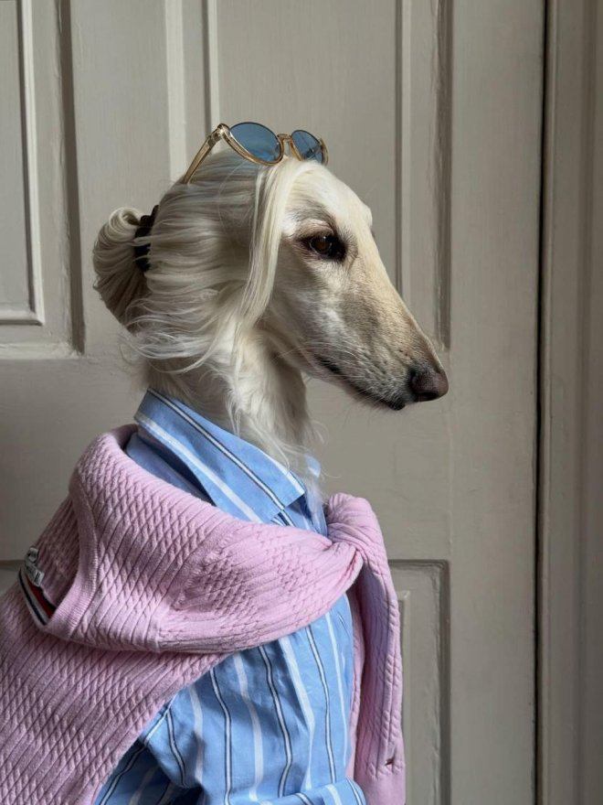 Афганская борзая по кличке Саманта покорила соцсети - фото 7