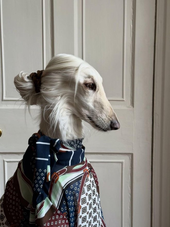 Афганская борзая по кличке Саманта покорила соцсети - фото 2