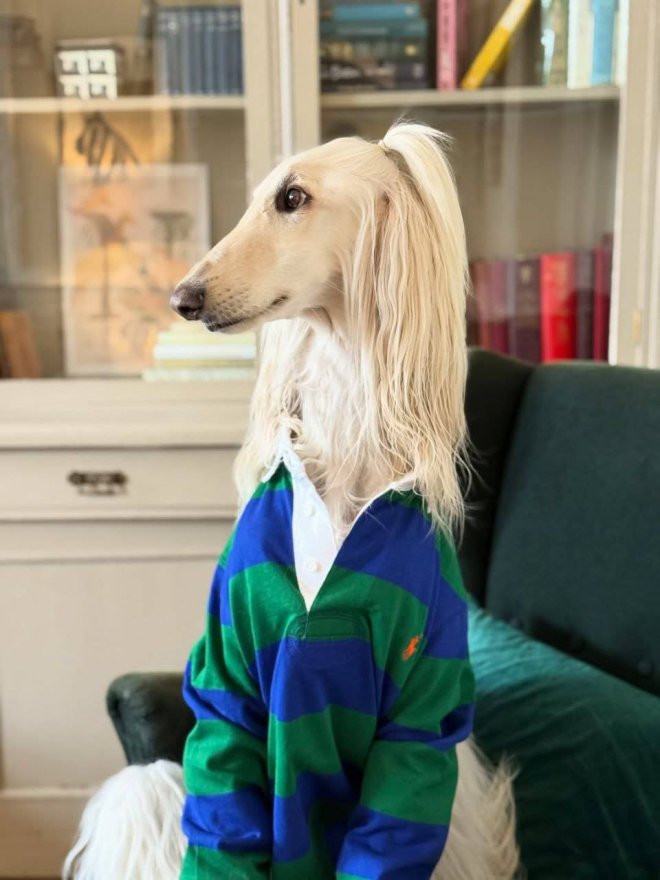 Афганская борзая по кличке Саманта покорила соцсети - фото 9