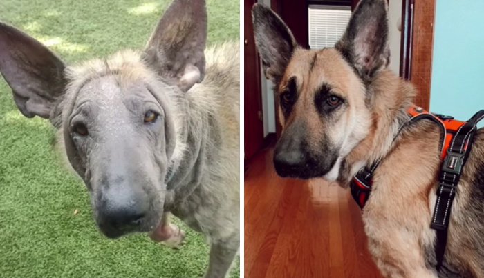 Усыновленные животные из приюта - фото 2