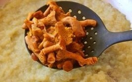 lisichki v smetane luk